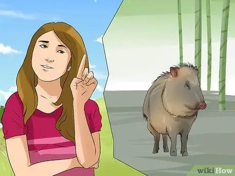 Уход за джавелиной Шаг 7