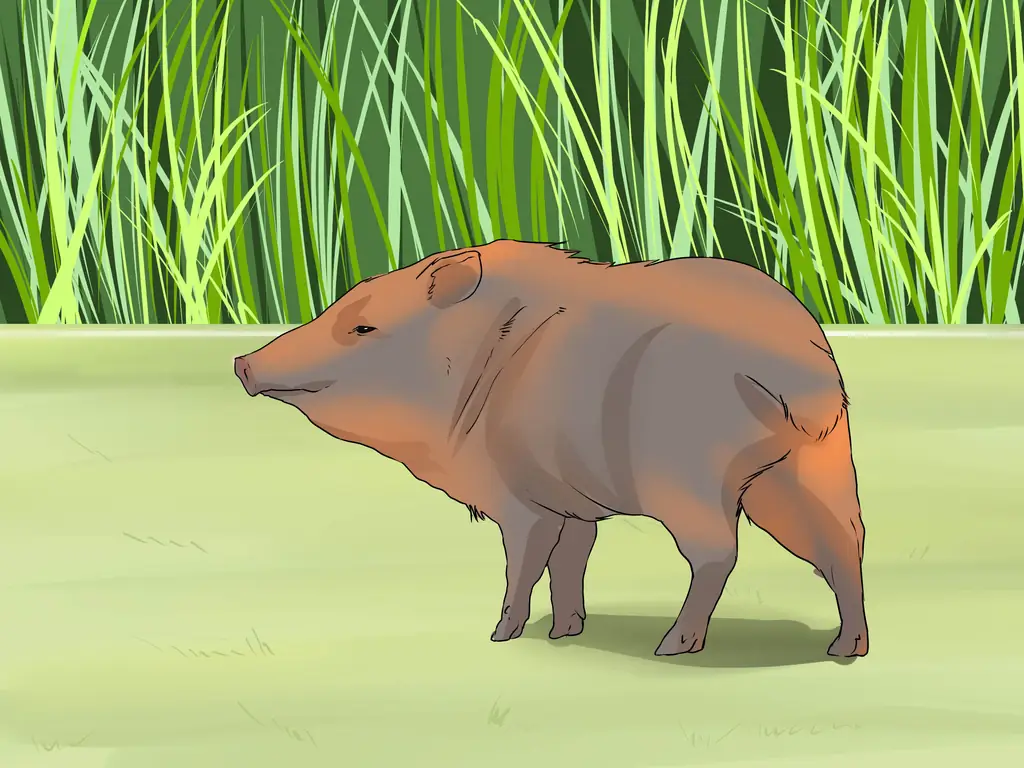 Как ухаживать за джавелиной (с иллюстрациями)