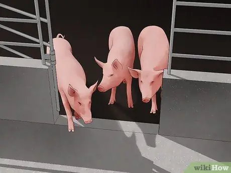 Предотвратите заражение свиней вшами и клещами Шаг 2