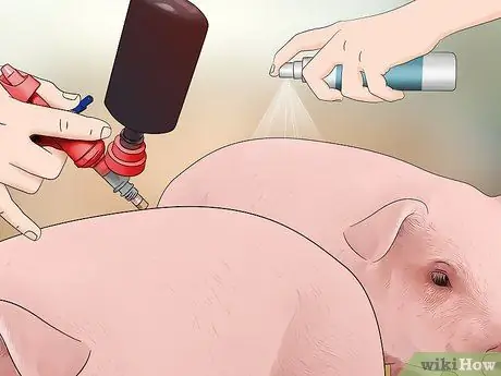 Предотвратите заражение свиней вшами и клещами Шаг 4