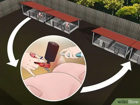 Предотвратите заражение свиней вшами и клещами Шаг 6