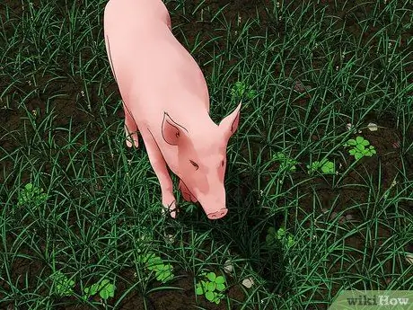 Предотвратите заражение свиней вшами и клещами Шаг 7