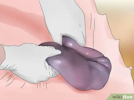 Предотвратите заражение свиней вшами и клещами Шаг 8