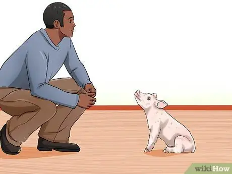 Играть с поросенком Шаг 1