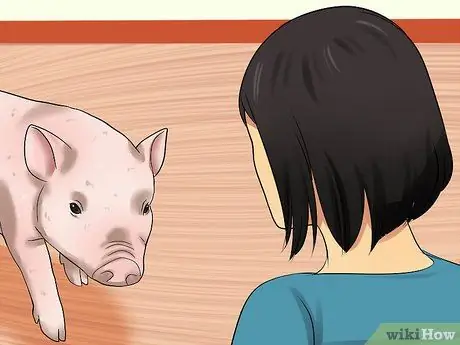 Играть с поросенком Шаг 5