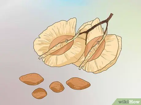 Определение вяза Шаг 10