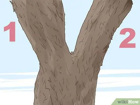 Определение вяза Шаг 4