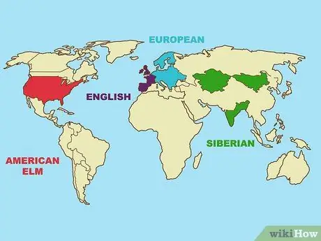 Определить вязское дерево Шаг 5