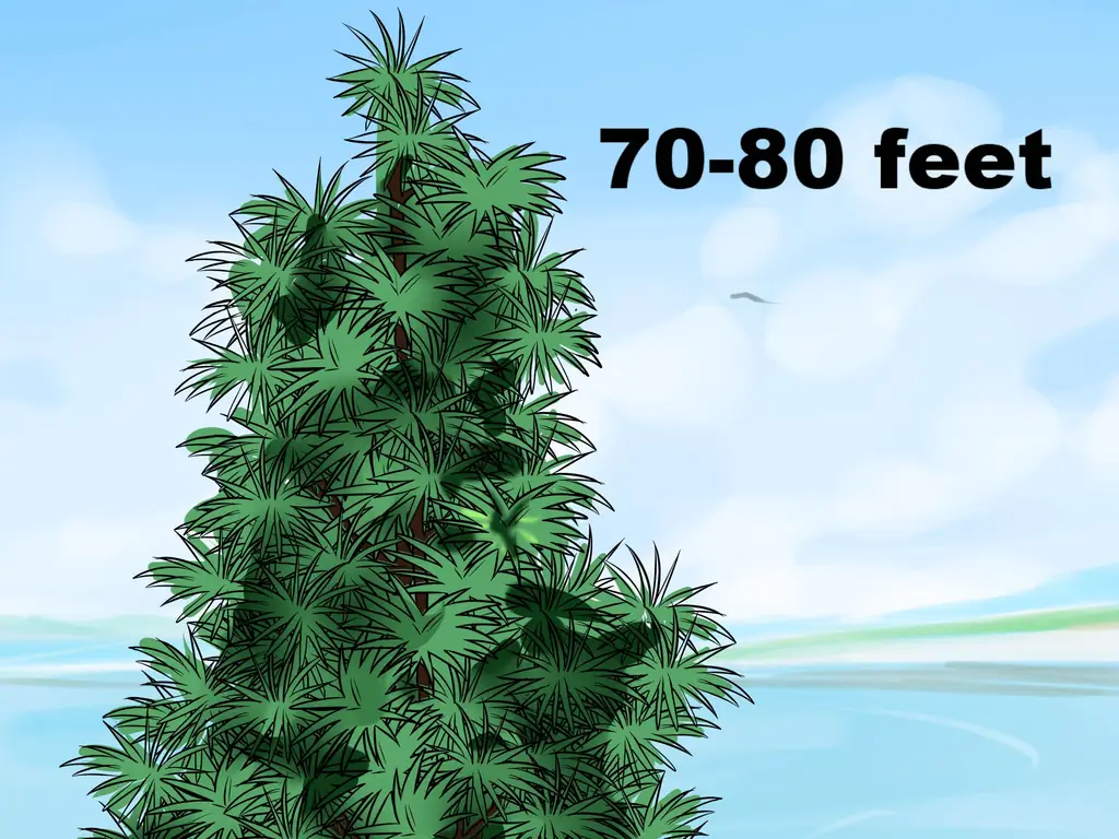 3 способа идентифицировать ели