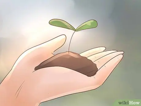 Стать ботаником Шаг 6