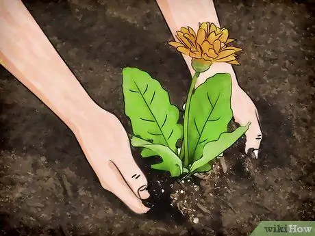 Привлечение медоносных пчел Шаг 1