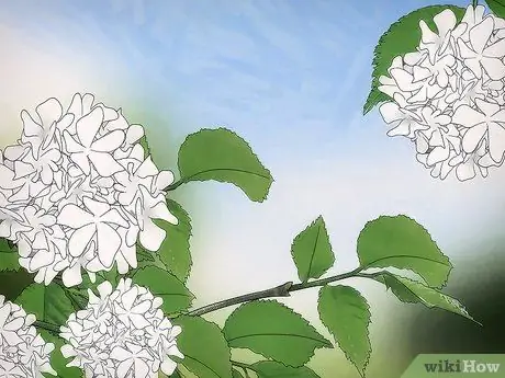 Выращивайте снежные деревья, шаг 7