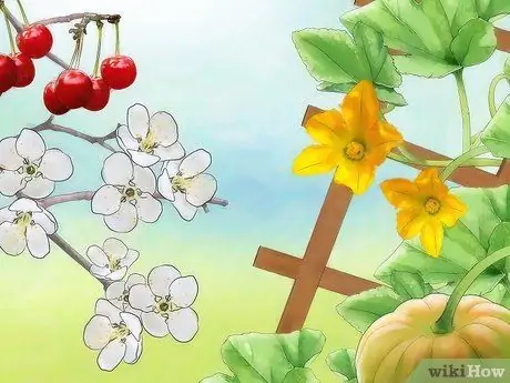 Привлечение медовых пчел Шаг 5