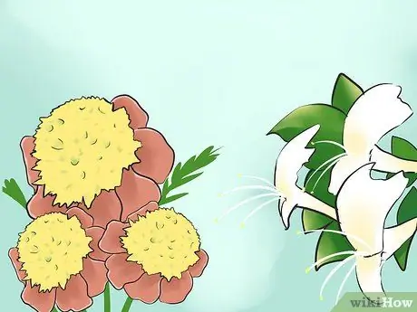 Привлечение летучих мышей в свой сад Шаг 3