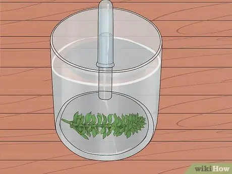 Показать кислород - побочный продукт фотосинтеза Шаг 6