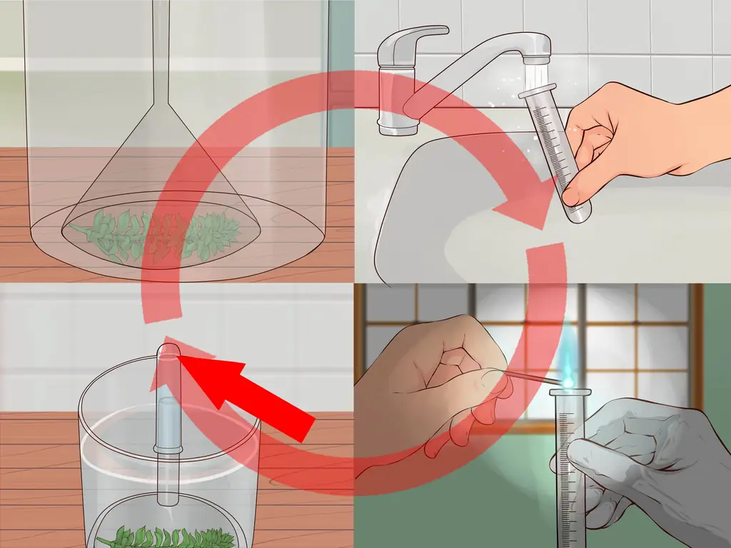 Как показать, что кислород является побочным продуктом фотосинтеза: 11 шагов