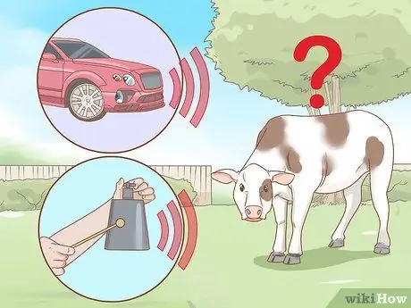 Уход за скотом Шаг 12