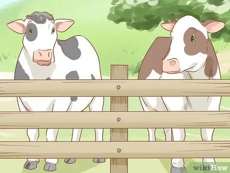 Уход за скотом Шаг 14