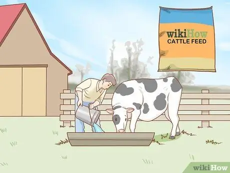 Уход за скотом Шаг 2