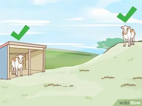 Уход за скотом Шаг 7