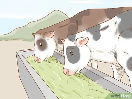 Уход за скотом Шаг 9