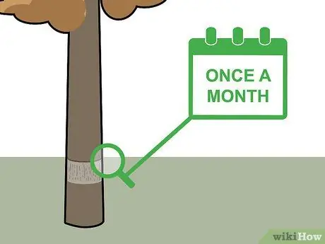 Убить кедровые деревья, шаг 15