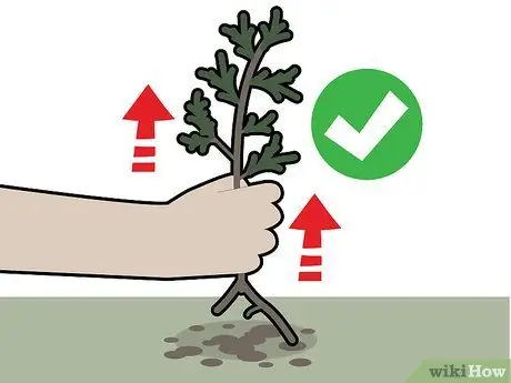 Убить кедровые деревья, шаг 18