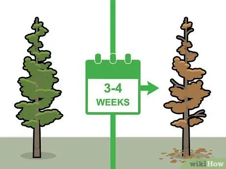 Убить кедровые деревья, шаг 5