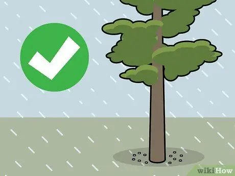 Убить кедровые деревья, шаг 9