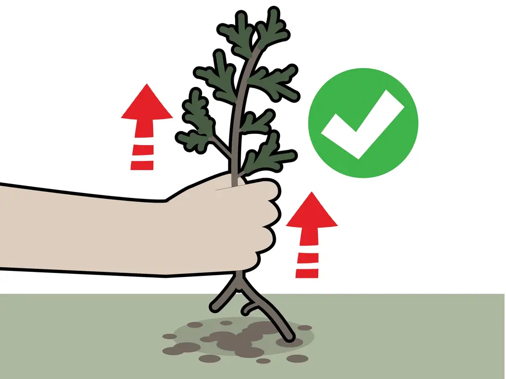 4 способа убить кедр