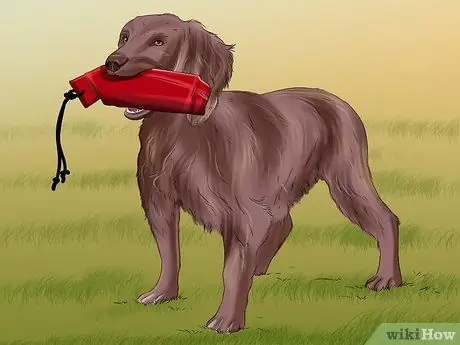 Дрессировка служебной собаки с посттравматическим стрессовым расстройством Шаг 11