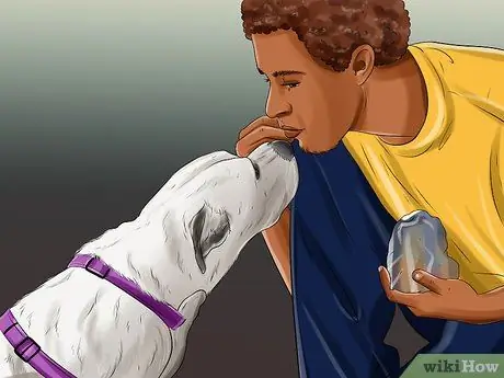 Дрессировка служебной собаки с посттравматическим стрессовым расстройством Шаг 12