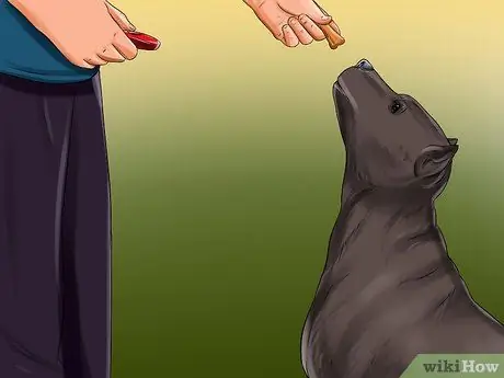 Дрессировка служебной собаки, страдающей посттравматическим стрессовым расстройством, шаг 2