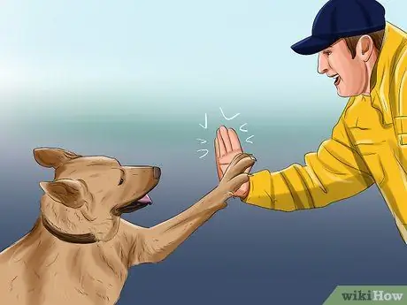 Дрессировка служебной собаки с посттравматическим стрессовым расстройством Шаг 4