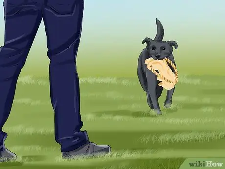 Дрессировка служебной собаки с посттравматическим стрессовым расстройством Шаг 5