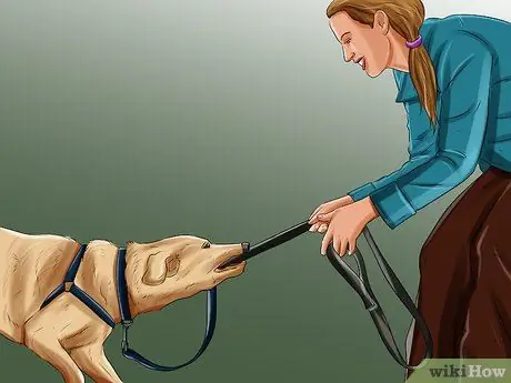 Дрессировка служебной собаки с посттравматическим стрессовым расстройством Шаг 6