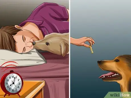 Дрессировка служебной собаки с посттравматическим стрессовым расстройством Шаг 7