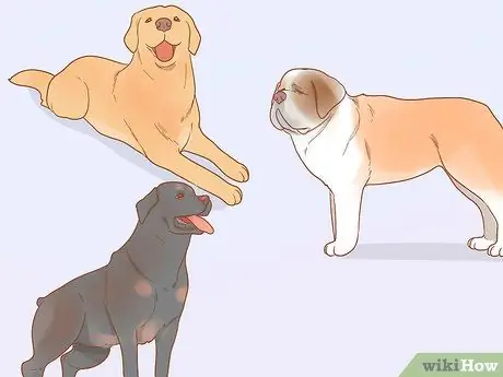 Получите служебную собаку Шаг 8