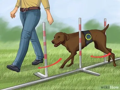 Получите документы служебной собаки Шаг 11