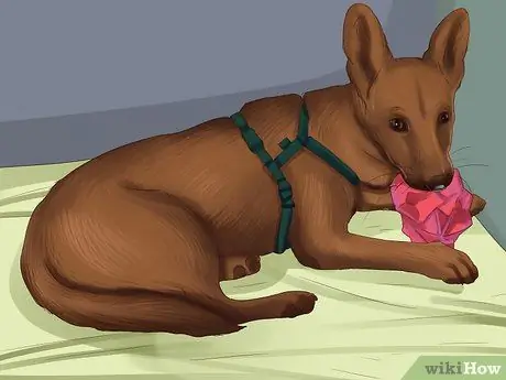 Получите документы о служебной собаке Шаг 5