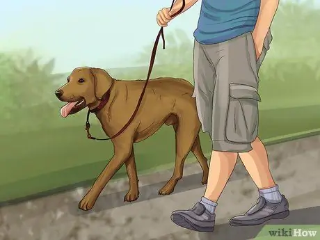 Получите документы о служебной собаке Шаг 7