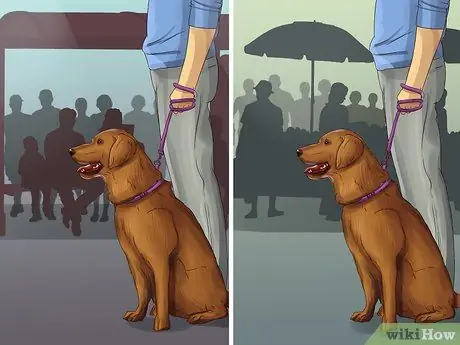 Получите документы о служебной собаке Шаг 8