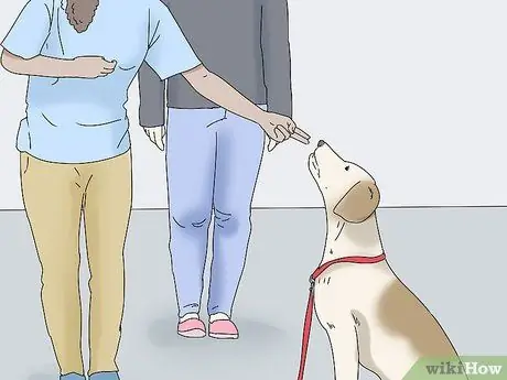 Заведите служебную собаку, страдающую посттравматическим стрессовым расстройством, шаг 14