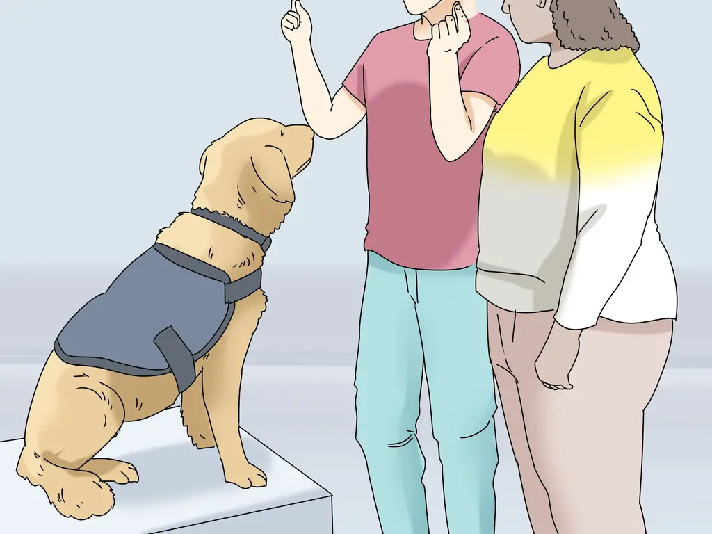 3 способа получить служебную собаку от посттравматического стрессового расстройства