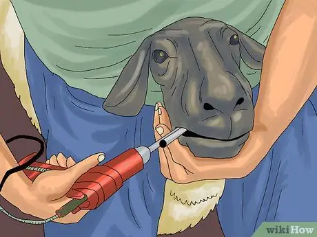 Уход за овцами Шаг 15