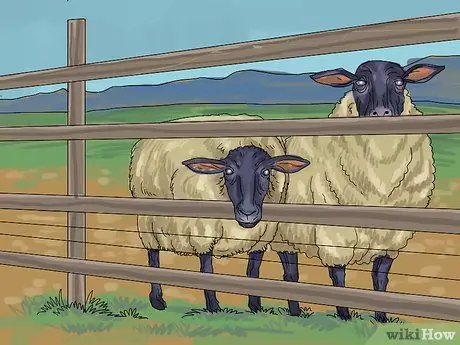 Уход за овцами Шаг 5