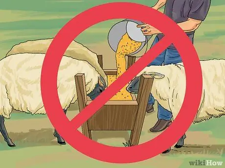 Уход за овцами Шаг 7