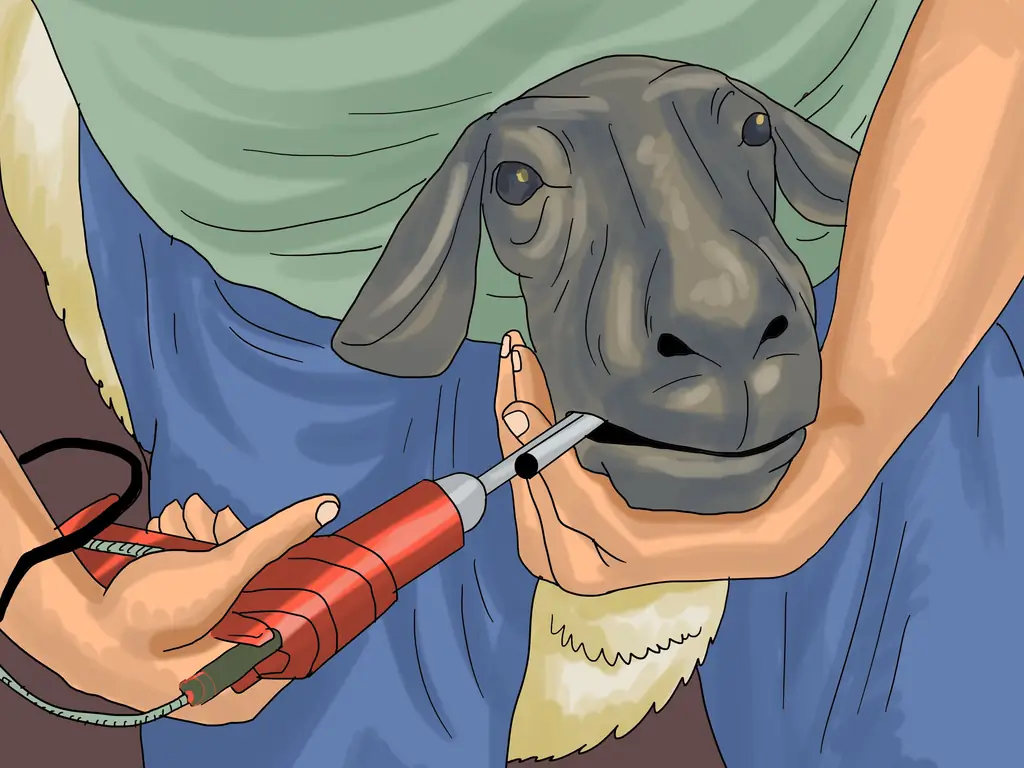 Как ухаживать за овцами: 15 шагов (с иллюстрациями)