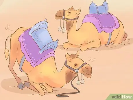 Купить Camel Step 10