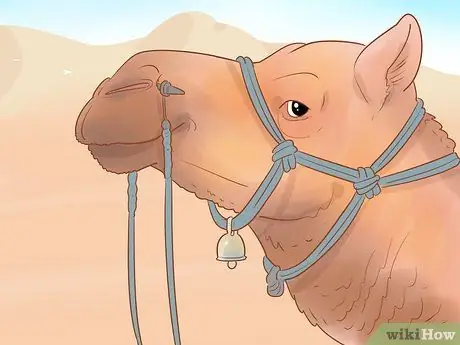 Купить Camel Step 11